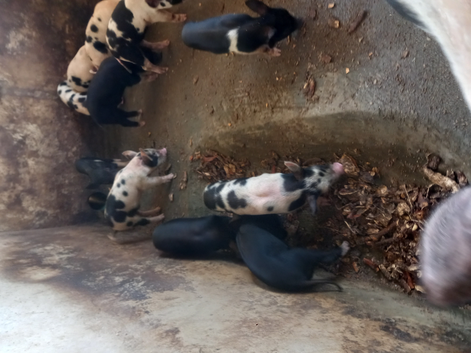 Piglet for Sale - Weaners
